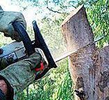How Our Tree Care Process Works  in  Belton, SC