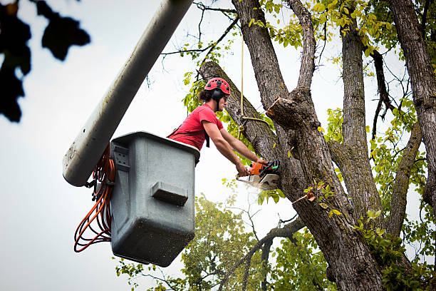 Best Arborist Consultation Services  in Belton, SC
