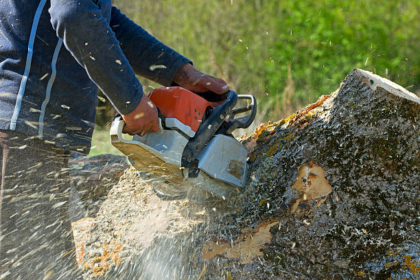 Best Weed Control  in Belton, SC