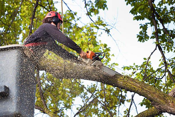 Best Firewood Processing and Delivery  in Belton, SC